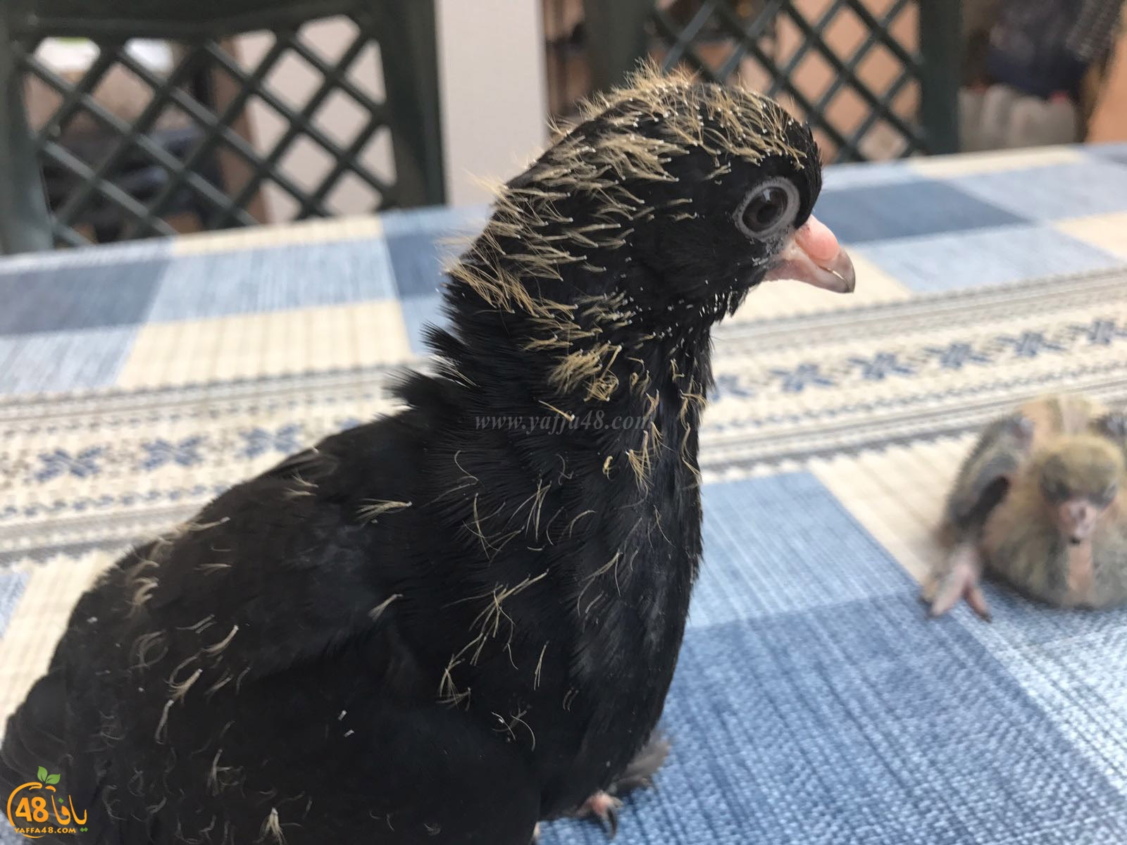 zohdi 3ashoor 7amam (25).jpg